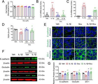 Scutellarein ameliorates dextran sulfate sodium-induced ulcerative colitis by inhibiting colonic epithelial cell proinflammation and barrier disruption